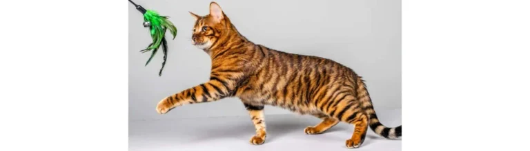 Toyger