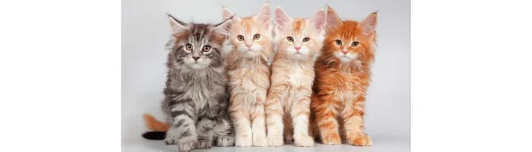 Maine Coon