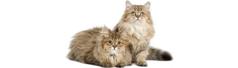 British Longhair