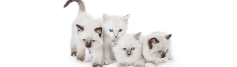 Ragdoll