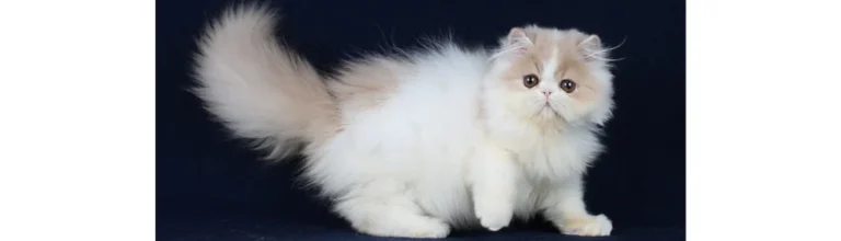 Persian