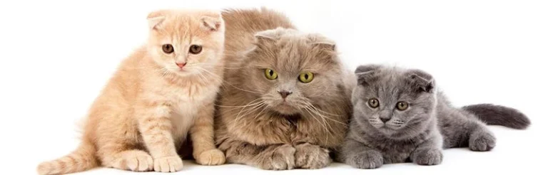 Scottish Fold