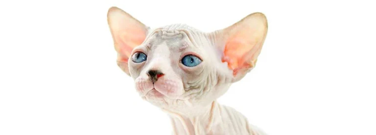 Sphynx
