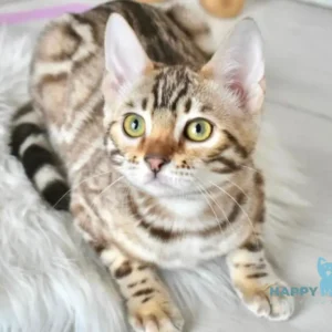 Bengal